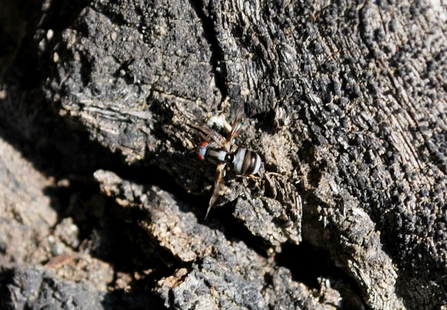 Myennis octopunctata (Ulidiidae).